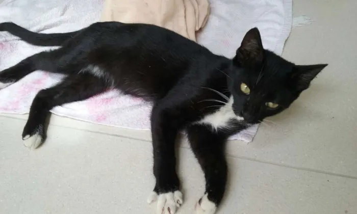 Gato ra a não sei idade 2 a 6 meses nome Nino