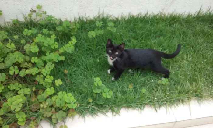Gato ra a não sei idade 2 a 6 meses nome Nino