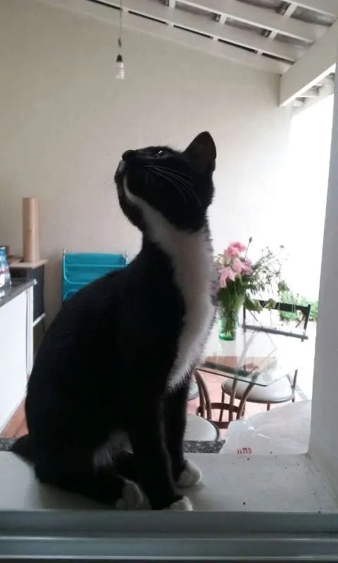 Gato ra a não sei idade 2 a 6 meses nome Nino