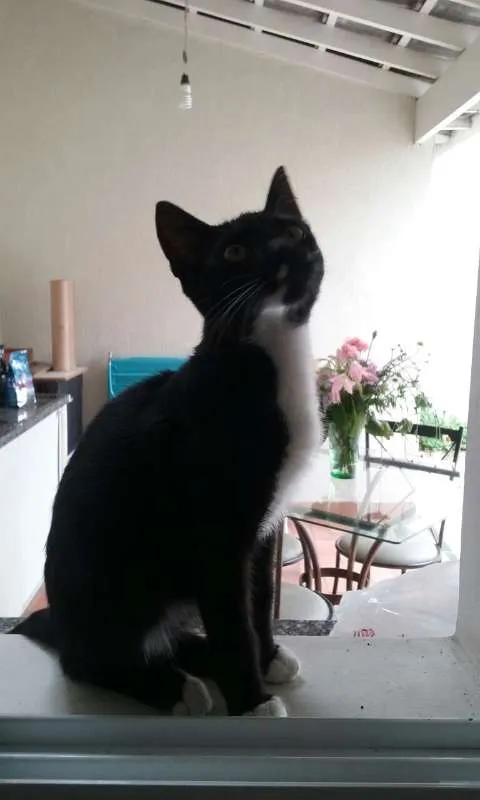 Gato ra a não sei idade 2 a 6 meses nome Nino