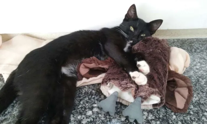 Gato ra a não sei idade 2 a 6 meses nome Nino