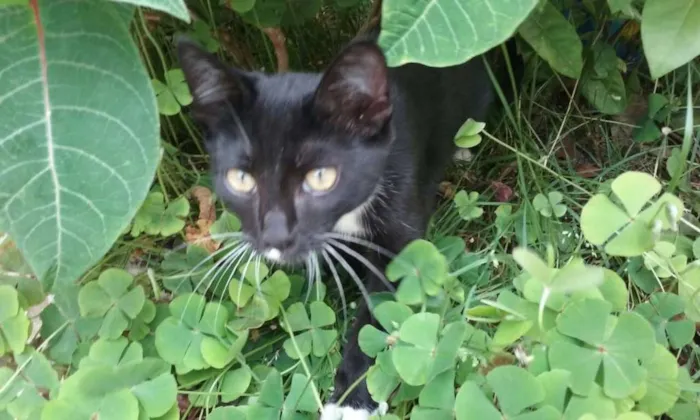 Gato ra a não sei idade 2 a 6 meses nome Nino
