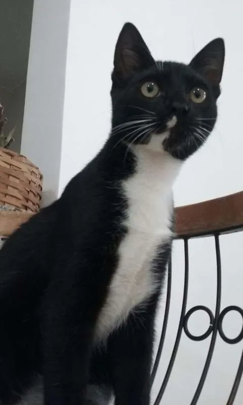 Gato ra a não sei idade 2 a 6 meses nome Nino