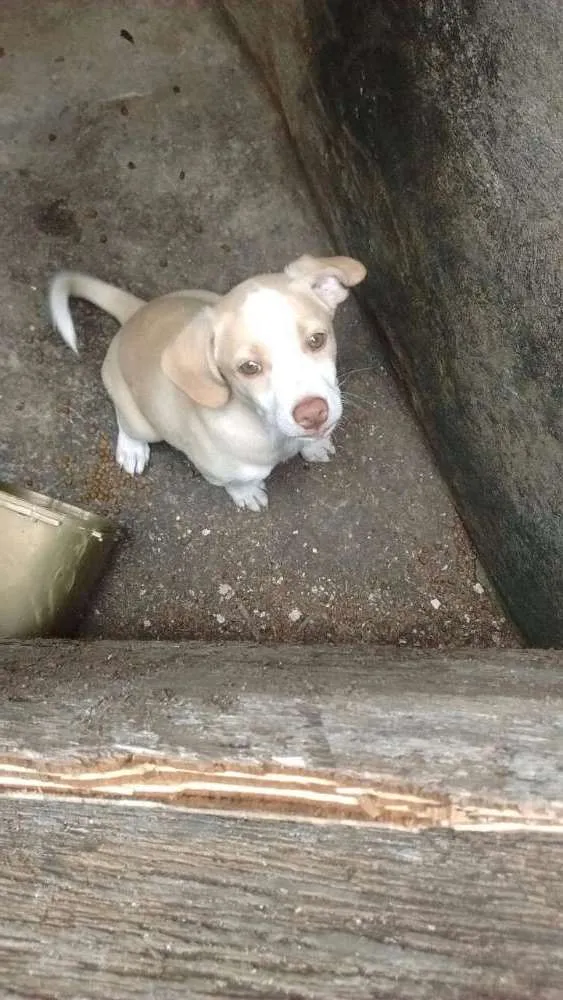 Cachorro ra a Sem Raça definida idade 2 a 6 meses nome Nina