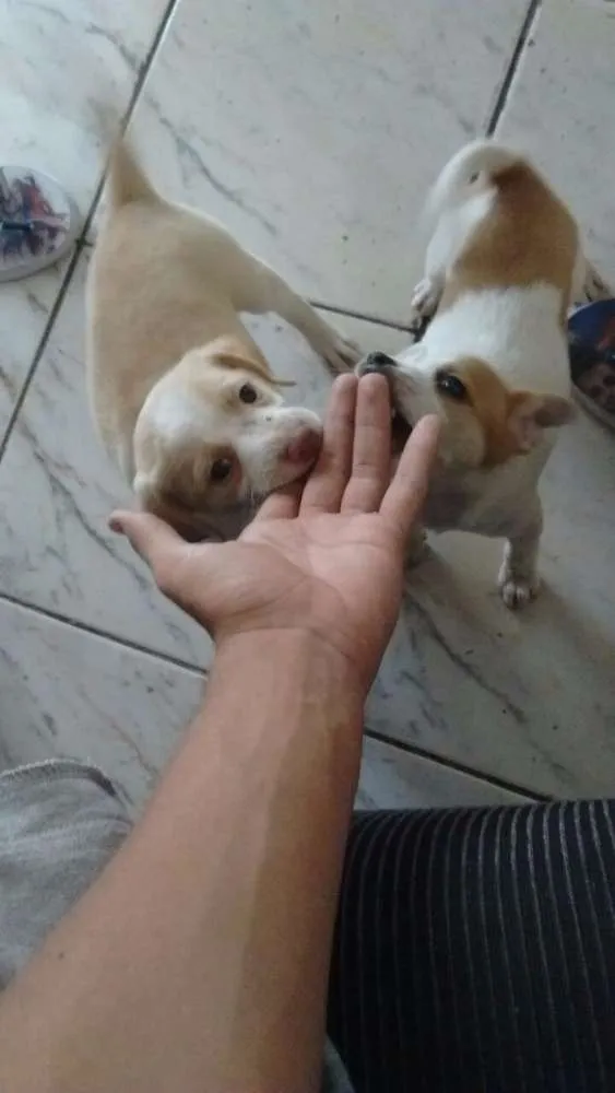 Cachorro ra a SRD idade 2 a 6 meses nome Bruce