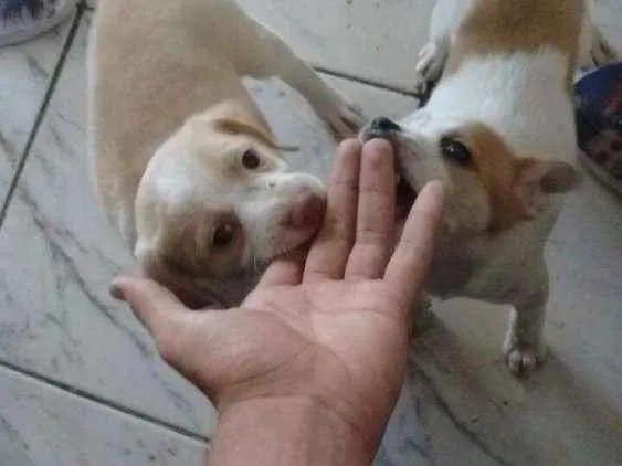 Cachorro ra a SRD idade 2 a 6 meses nome Bruce