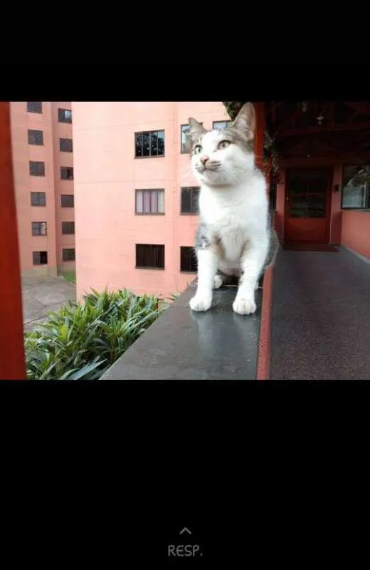 Gato ra a SRD idade 2 a 6 meses nome Bigodinha 