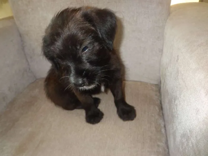 Cachorro ra a Indefinida idade Abaixo de 2 meses nome Righ