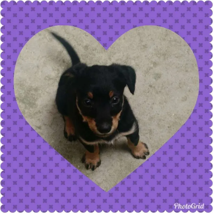 Cachorro ra a SRD idade 2 a 6 meses nome Sem Nome