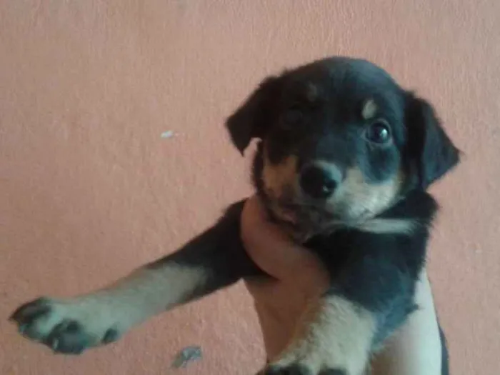 Cachorro ra a SRD idade 2 a 6 meses nome Sem Nome
