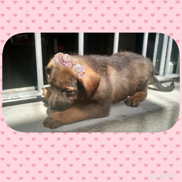 Cachorro ra a Vira lata idade 2 a 6 meses nome Sem nome