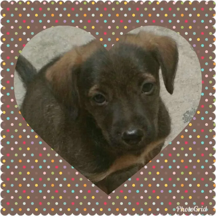 Cachorro ra a Vira lata idade 2 a 6 meses nome Sem nome