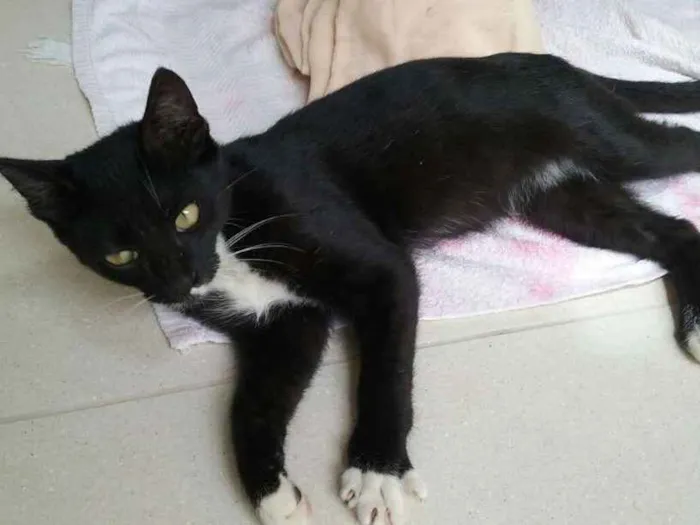 Gato ra a não sei idade 2 a 6 meses nome Nino