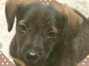 Cachorro raça Vira lata idade 2 a 6 meses nome Sem nome