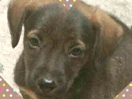 Cachorro ra a Vira lata idade 2 a 6 meses nome Sem nome