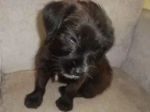 Cachorro raça Indefinida idade Abaixo de 2 meses nome Righ