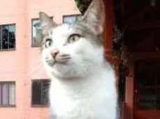 Gato ra a SRD idade 2 a 6 meses nome Bigodinha 