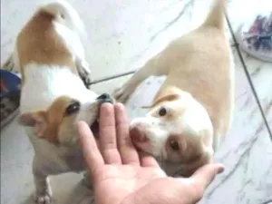 Cachorro raça SRD idade 2 a 6 meses nome Bruce
