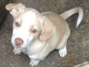 Cachorro raça Sem Raça definida idade 2 a 6 meses nome Nina