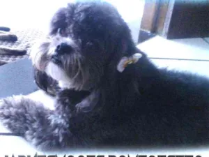 Cachorro raça Shitzu idade 3 anos nome Fanny