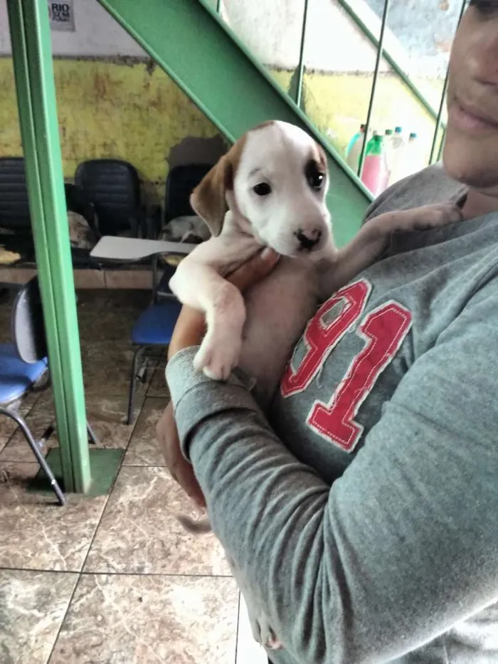 Cachorro raça Sem raça definida idade Abaixo de 2 meses nome Frozen