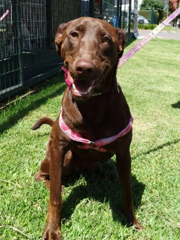Cachorro ra a SRD idade 1 ano nome Mel