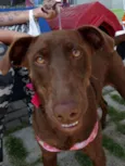 Mel