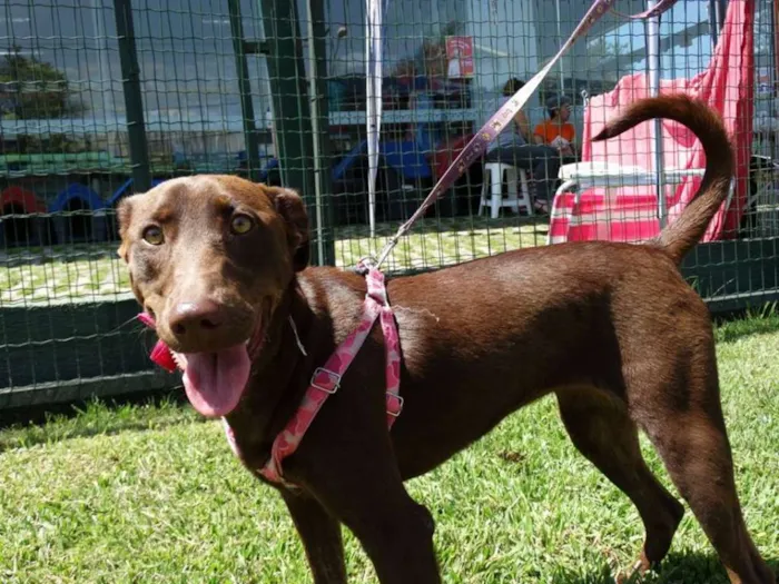 Cachorro ra a SRD idade 1 ano nome Mel