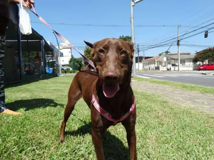 Cachorro ra a SRD idade 1 ano nome Mel