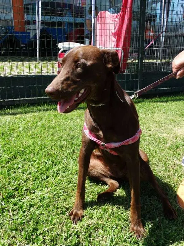Cachorro ra a SRD idade 1 ano nome Mel
