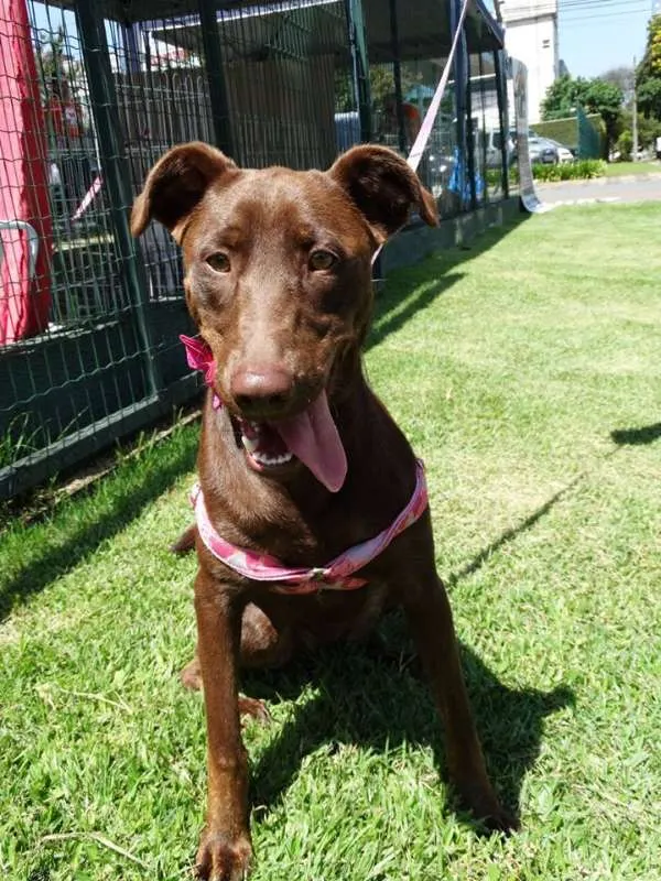 Cachorro ra a SRD idade 1 ano nome Mel