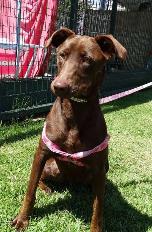 Cachorro ra a SRD idade 1 ano nome Mel