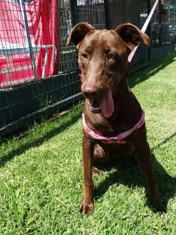 Cachorro ra a SRD idade 1 ano nome Mel