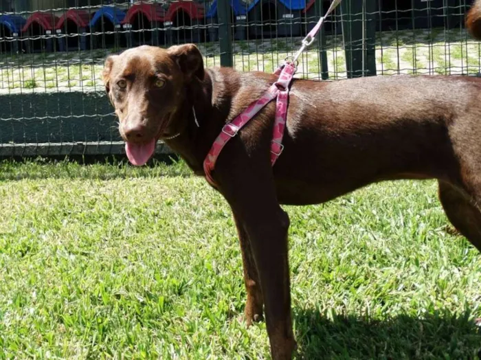 Cachorro ra a SRD idade 1 ano nome Mel