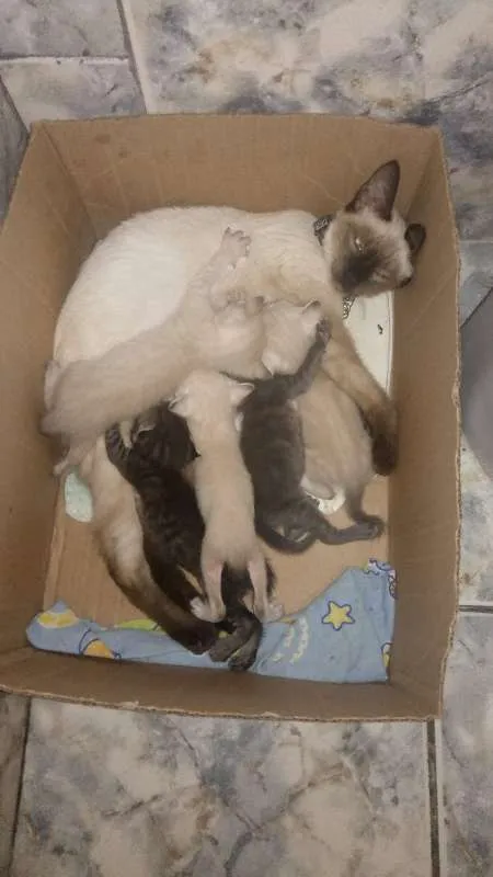 Gato raça siames idade Abaixo de 2 meses nome simba, shenna,lua,do