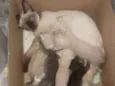 simba, shenna,lua,do