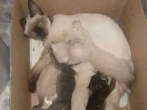 Gato raça siames idade Abaixo de 2 meses nome simba, shenna,lua,do