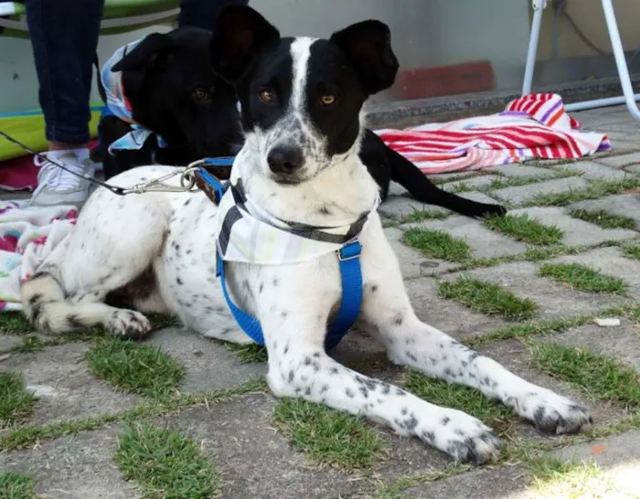Cachorro ra a SRD idade 2 anos nome Mickey