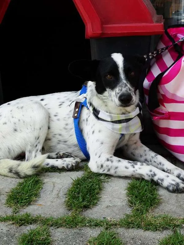 Cachorro ra a SRD idade 2 anos nome Mickey