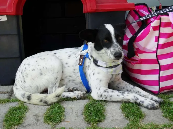 Cachorro ra a SRD idade 2 anos nome Mickey