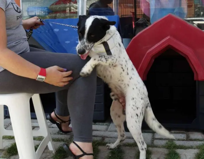 Cachorro ra a SRD idade 2 anos nome Mickey
