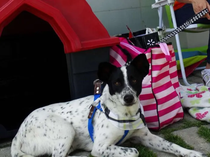 Cachorro ra a SRD idade 2 anos nome Mickey