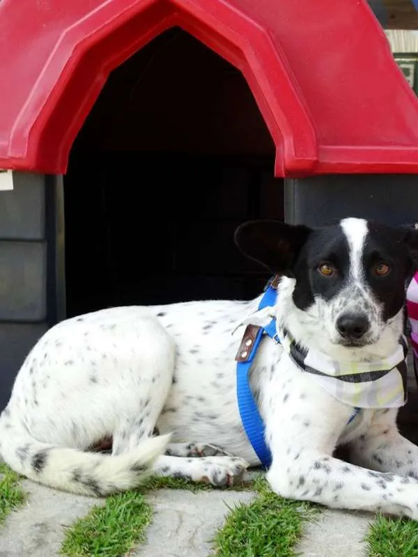 Cachorro ra a SRD idade 2 anos nome Mickey