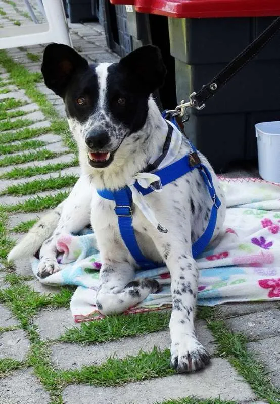 Cachorro ra a SRD idade 2 anos nome Mickey
