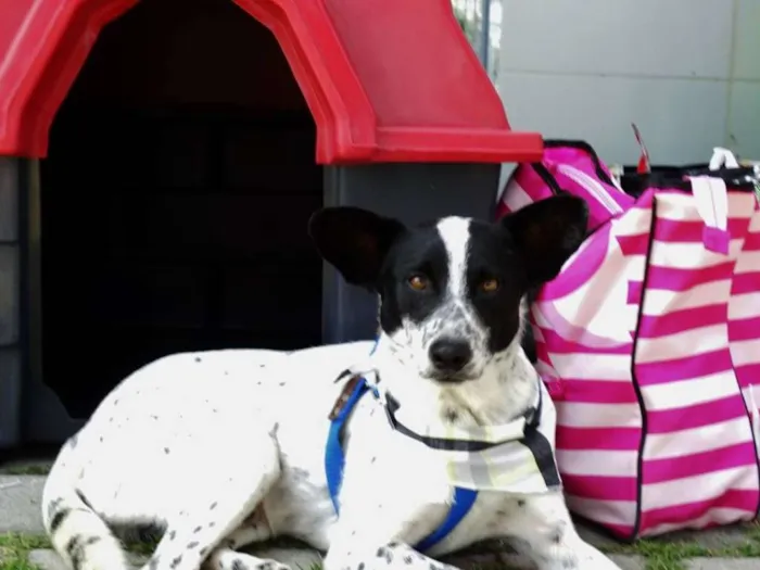Cachorro ra a SRD idade 2 anos nome Mickey