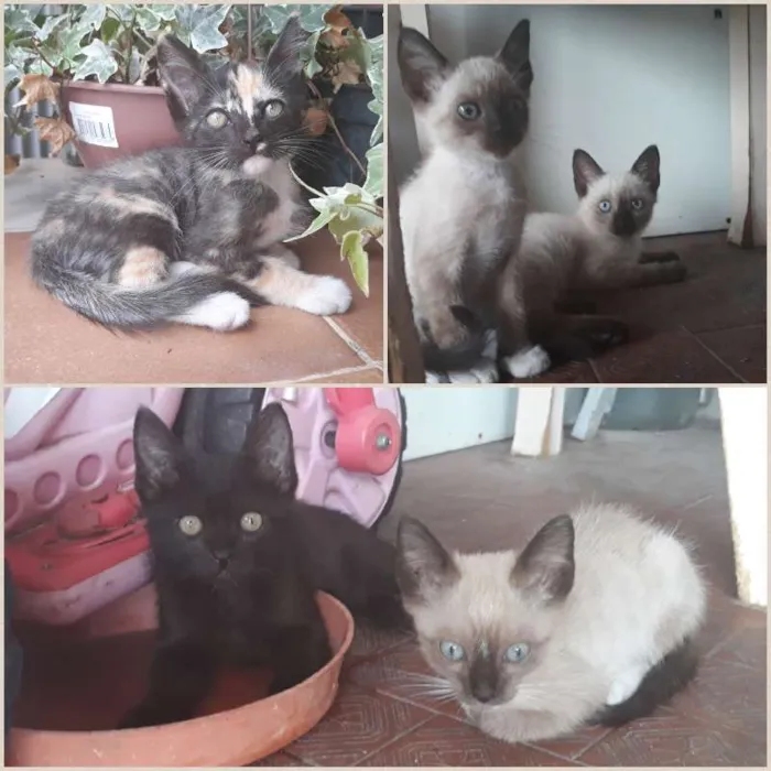 Gato ra a  idade Abaixo de 2 meses nome Minions