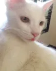 Joe