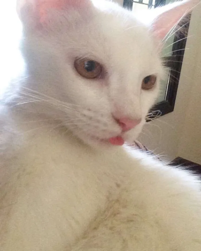 Gato raça SRD idade 2 anos nome Joe