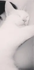 Joe