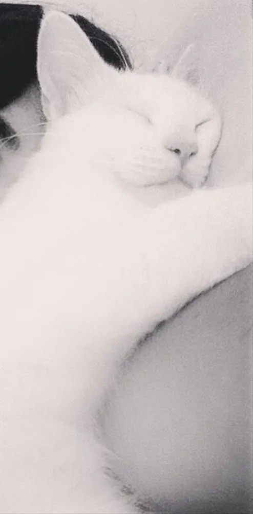Gato raça SRD idade 2 anos nome Joe